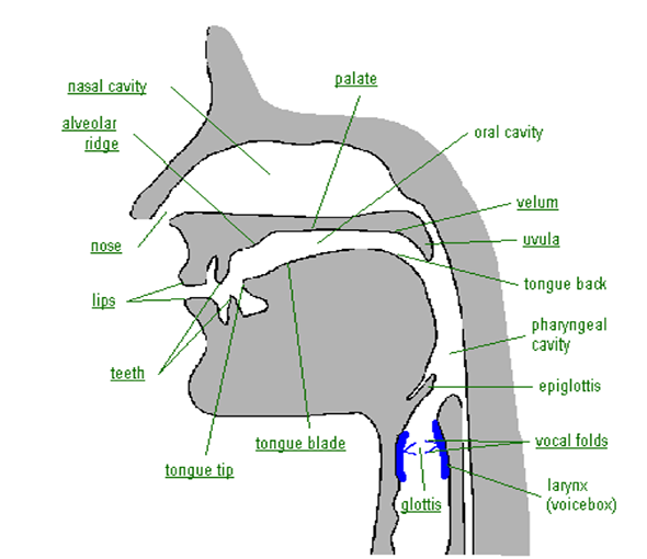 The principal organs of articulation speech recognition